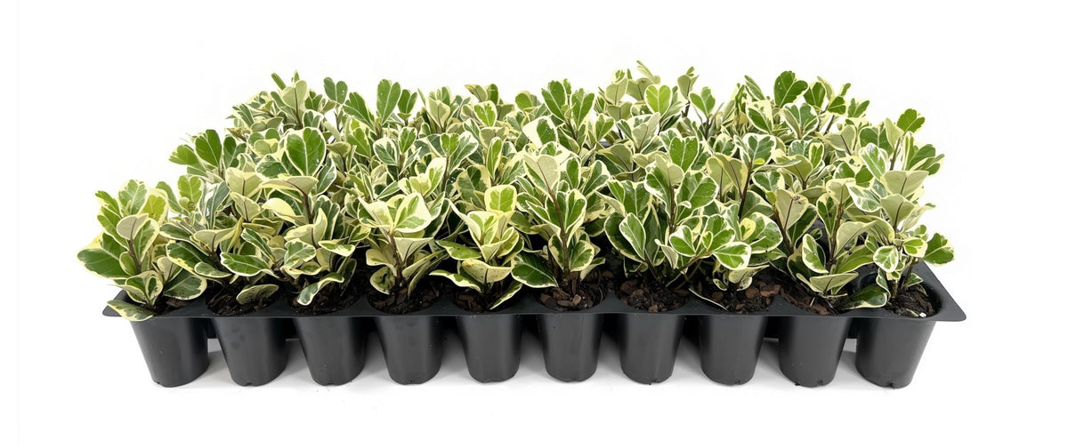 Ficus Triangularis | 3 Live Plants | Ficus Triangularis | Indoor Houseplant | Live Evergreen Tree | Low Maintenance | Air Purifying | Unique Leaf Shape | Home or Office Decor