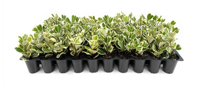 Ficus Triangularis | 3 Live Plants | Ficus Triangularis | Indoor Houseplant | Live Evergreen Tree | Low Maintenance | Air Purifying | Unique Leaf Shape | Home or Office Decor