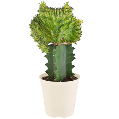 Arcadia Garden Products Live Mermaid Tail Cactus Indoor Houseplant in Plastic Pot, Euphorbia lactea Cristata Crested Coral Succulent Plant Gift for Home and Garden Decor, 4-inch, Green