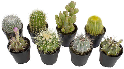 Altman Plants, Assorted Cactus Plants Live Succulents (8 Pack), Live Cactus Plant Lover Gifts, Cacti Succulents Plants Live Houseplants, Succulent Indoor Plants Live Plants in Cactus Soil Potting Mix