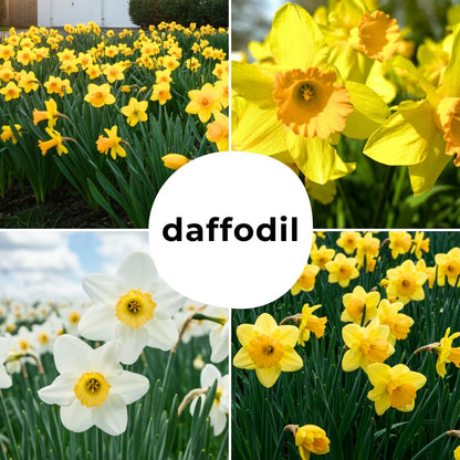 Large Flowering Mix Daffodil Bulbs for Planting, Stunning Perennial Flower Bulbs, Borders, Garden, Landscaping, Bulb Size 12/14 cm, Large Flowering Daffs (10 Bulbs)