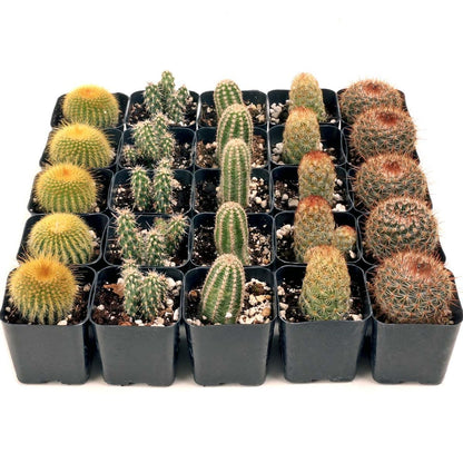 Mountain Crest Gardens Cactus Bulk Pack - 25 Live Plants, 5 of Each Variety, Rooted in 2 Inch Pots - Real Cacti for DIY Arrangements, Displays & Desert-Themed Décor