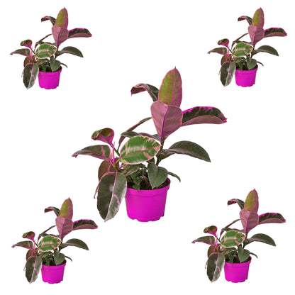 5 Pack Ficus Elastica 'Ruby Pink' in 4in Pot - Live Plants Tropical Houseplants | Variegated | USA Growers | The Snobby Leaf
