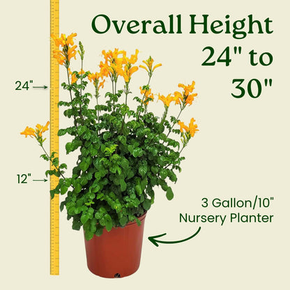 Cape Honeysuckle Bush - Orange - Overall Height 24" to 30" - Tropical Plants of Florida (Plant Only)