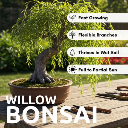 Dwarf American Weeping Willow Bonsai Tree Cutting to Grow - Fast Growing, Indoor/Outdoor Bonsai Material