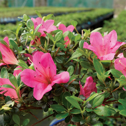 Brussel's Bonsai - Live Satsuki Azalea Bonsai Tree with Bonsai Pot and Humidity Tray, Outdoor Flowering Bonsai Tree Live Plant, 5 Years Old, 5-8 Inches Tall, Easy Care Plant (Small)