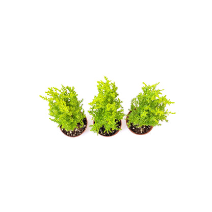 3-PK Live Dwarf Lemon Cypress, Cupressus macrocarpa ‘Goldcrest Wilma,’ Live Indoor Tree, Houseplant, Garden Plant, Fragrant Plant, 2.5-in Pot