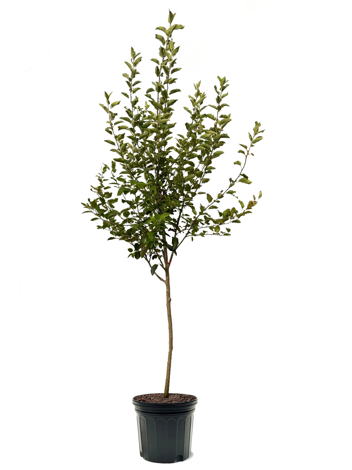 American Plant Exchange Apple Tree 'McIntosh' – Live Fruit-Bearing Plant, 7-Gallon Pot, Cold-Hardy, for Home Orchards, Backyard Gardens & Edible Landscapes