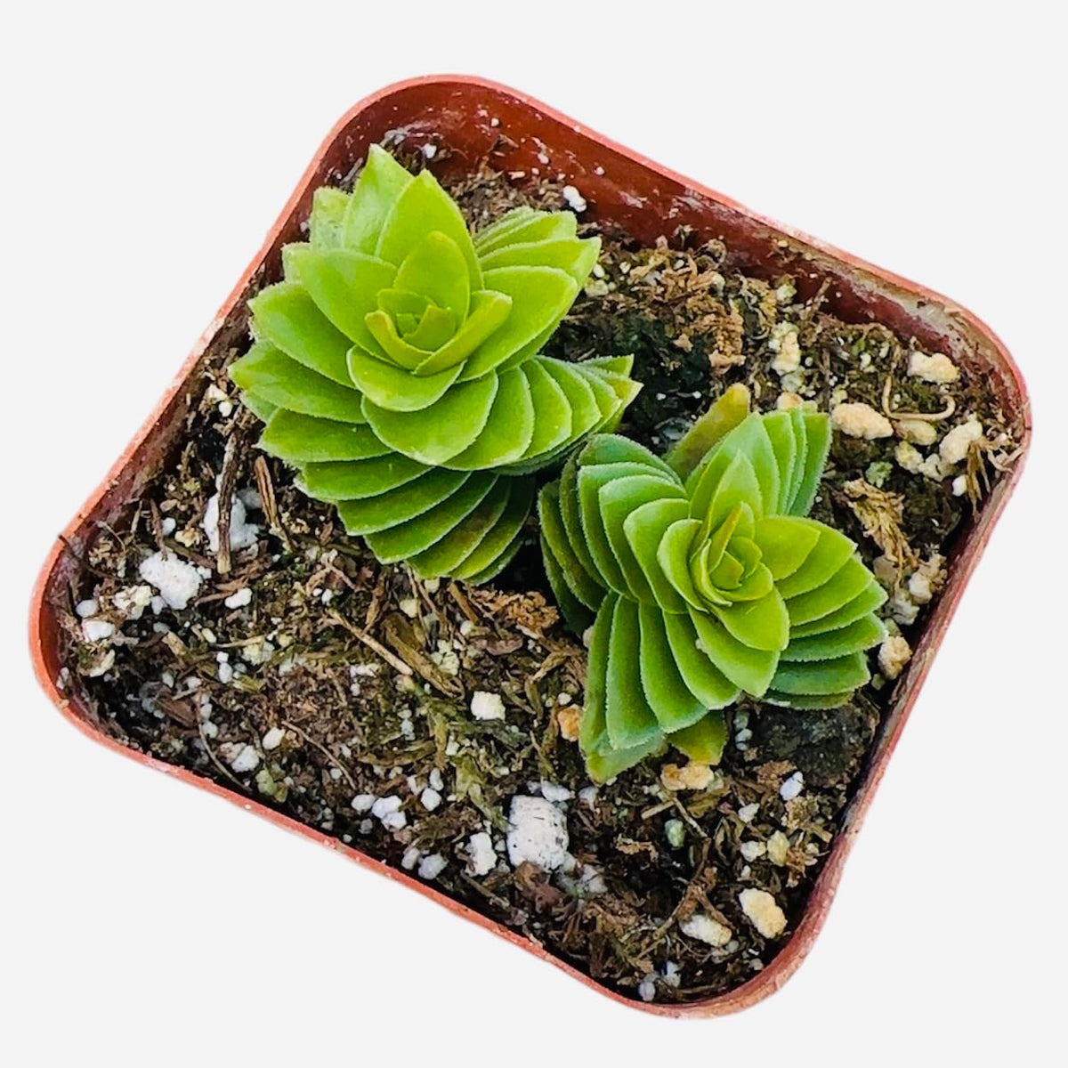 USKC Live Crassula Plants (2" Pot Estagnol Spiralis Starter)