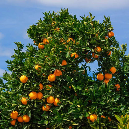 Brighter Blooms - Cara Cara Orange Tree, 2-3 ft. - No Shipping to AK, AL, AZ, CA, FL, GA, HI, LA, MS, OR, TX
