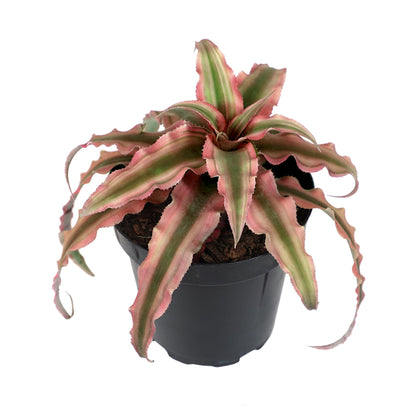 Plants for Pets Red Earth Star Cryptanthus in 3.5 Inch Grower Pot, Pet Friendly Plants, Air Purifying Plants Indoor Houseplants, Live Bromeliad, Easy Plant Gift, Dog & Cat Safe Houseplant
