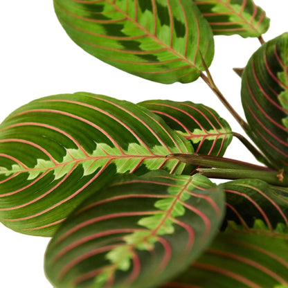 Maranta Red Prayer (4 inch) - Pet-Friendly Houseplants - Attractive Indoor Plants, Easy to Grow, Pet Safe Plants for Cats & Dogs, Ideal for Home Decor, Office & Gift