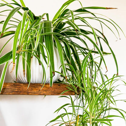 Curly Spider Plant Live, Variegated Houseplant in 4 Inch Pot, Ready to Grow Indoors or Outdoors