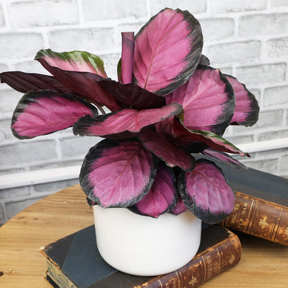Purple Prayer Plant (Calathea Roseopicta) in 6" Grower Pot, Pet Friendly Houseplant, Live Prayer Plants & Decorative Air Purifying Indoor Houseplants by Plants for Pets