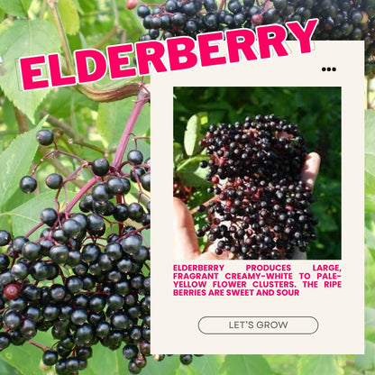 1 Black Elderberry Plant Live, 6-9 Inch Tall, American Elderberry Bush, Hardy Elderberries Tree