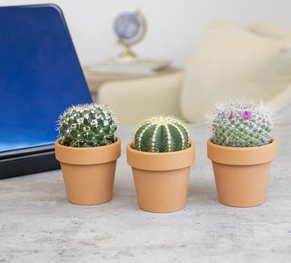 Cactus Plants Live in Clay Pots for Plants (3 PK), Live Cactus in Cactus Soil Potting Mix, Mini Cactus Succulents Plants Live Cacti, Cactus Live Succulents in Succulent Cactus Pot by Plants for Pets