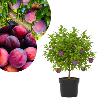 2-3 Years Old Plum Tree Live Plant, Well Rooted Red Plum Seedlings, Containers or Garden Beds Growing, 2-3 Feet Tall (Sweet Red Plum)