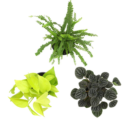 Essential Houseplant Collection (3PK) Live Plants Indoor Plants Live Houseplants in Plant Pots, Easy House Plants Indoors Live, Snake Plant, Pothos in Potting Soil, Clean Air Plants by Plants for Pets