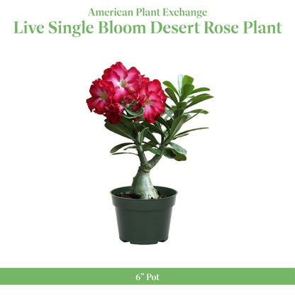 American Plant Exchange Desert Rose – Live 5-Inch Potted Flowering Succulent, Drought-Tolerant Bonsai-Style Plant for Indoor & Outdoor Gardens, Patios, and Home Décor