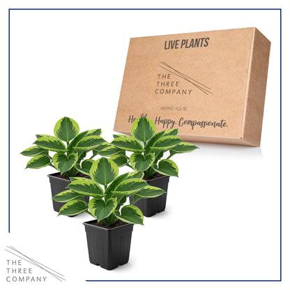 Live Perennial Hosta - Golden Tiara (3 Plants Per Pack) Beautiful Accent Plant, 10" Tall by 4" Wide in 1 Qt Pot