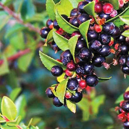 Direct Gardening Huckleberry Bush Dormant Bare Root Fruit Bearing Starter Plant