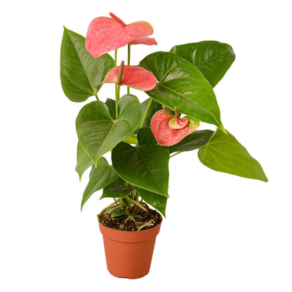 Anthurium Pink | Live Plant for Indoor & Outdoor | for Living Room, Office, Bathroom | (4" Pot)
