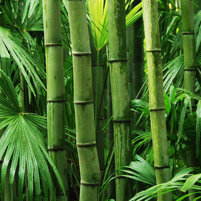 1,000+ Fresh Giant Bamboo Seeds for Planting - Quick Growth and Winter Hardy Privacy Screen, Good for Environment