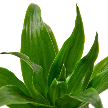 10 Pack Dracaena 'Janet Craig' in 3in Pot - Live Plants Tropical Houseplants | Variegated | USA Growers | The Snobby Leaf