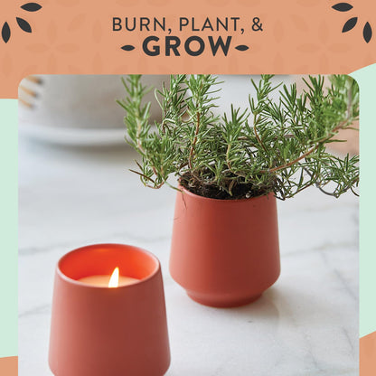 Modern Sprout - 2 in 1 Cucumber Scented & Soy Candle with Seeds that Grows into Rosemary Plant - 6 oz w/ 42 Hr Burn Time in Matte Glaze Ceramic Vessel Ideal for Indoor Herb Garden