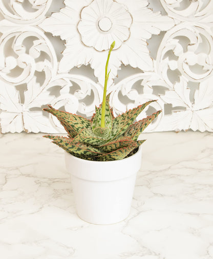 Live Aloe Plant Succulents, Star Aloe Plants Live with White Planter, Succulents Plants Live in Potting Soil Mix, Potted Succulents Live Plants, Cactus Plants Live Succulent Plants by Plants for Pets