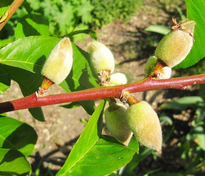 TomorrowSeeds - Nemaguard Peach Tree Seeds - 15+ Count - for 2026 Planting Prunus Persica Peaches Rootstock Nectarine Root Hardy Grafting Fruit Perennial Trees Pink Blossoms Grow Your Own Home Farm