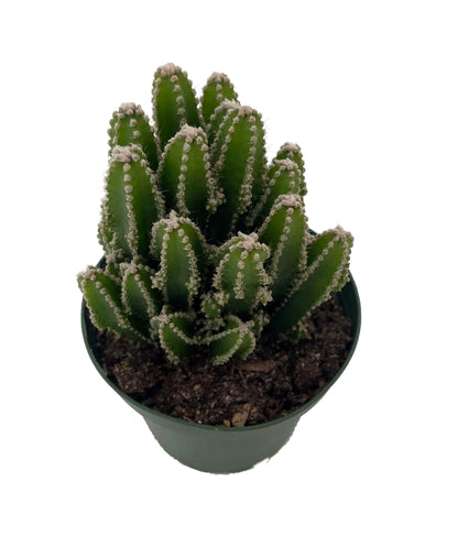 Fairy Castle Cactus - Cereus - Houseplant/Terrarium/Fairy Garden - 4" Pot