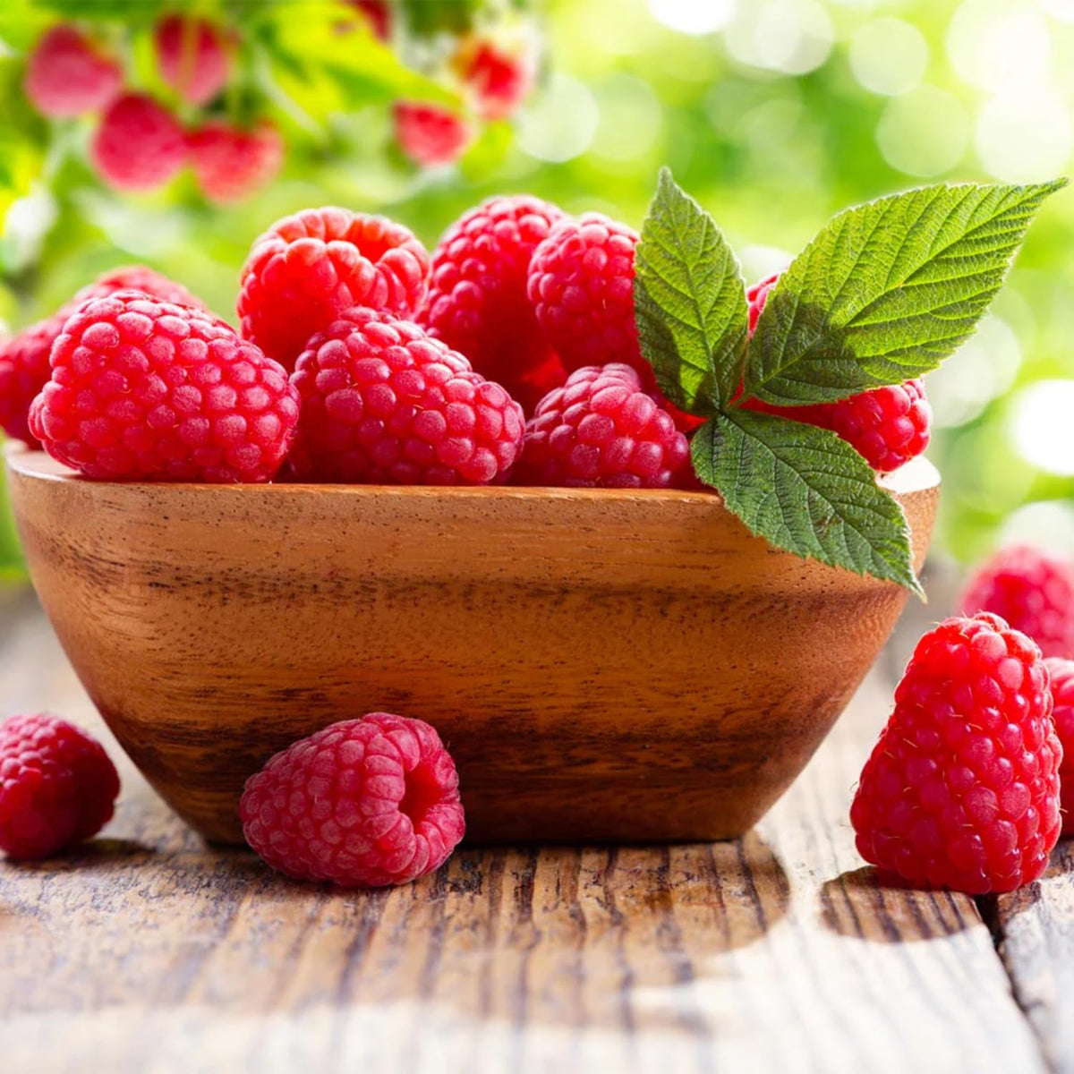 Set 2 Caroline Red Raspberry Plants Live, Raspberry Trees Live Plants, Raspberry Seedlings, 5-9 Inc, Raspberry Fruits Trees