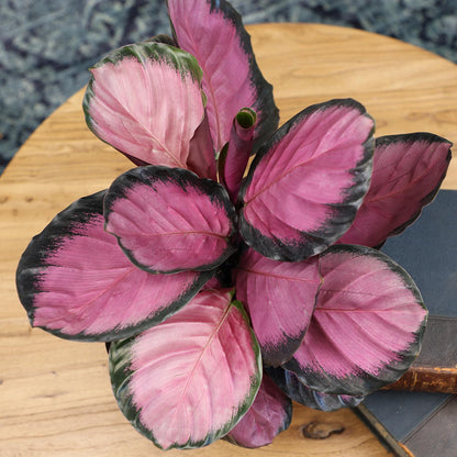 Purple Prayer Plant (Calathea Roseopicta) in 6" Grower Pot, Pet Friendly Houseplant, Live Prayer Plants & Decorative Air Purifying Indoor Houseplants by Plants for Pets