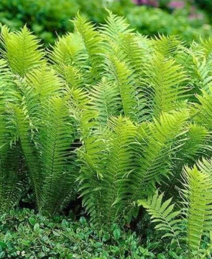 5 Ostrich Fern Rhizomes/Roots - Matteuccia struthiopteris - (5 Pack)