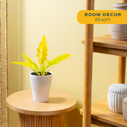 Costa Farms Philodendron Golden Crocodile Live Plant in Self Watering Pot, Air Purifying Indoor Houseplant, Home, Room, or Office Decor, House Warming or Birthday Gift, 12-18 Inches Tall