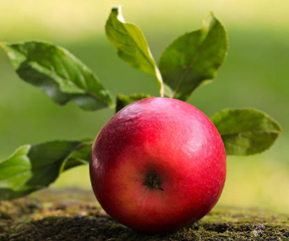 TomorrowSeeds - Red Delicious Apple Tree Seeds - 120+ Count - for 2026 Planting Malus Pumis Common Domestic American Pink Flowering Blossoms Perennial Fruit Trees Perennial Grow Your Own Home Farm
