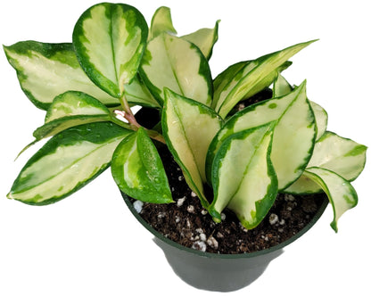 Hoya Krimson Princess, Hoya Carnosa Vareiagata, Live Hoya Plant, Live Arriaval Guarantee! (4" Pot with 2 or More Plants)