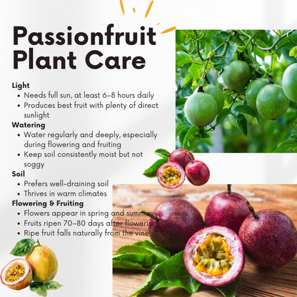 Red Passion Fruit Vine Plant Live, Perennial Tropical Fruit Tree for Garden or Trellis, 5-10 Inches Tall, Passionfruit Seedling