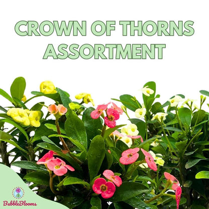 BubbleBlooms Crown of Thorns, Euphorbia milii Assortment, Set of 3 in 4 inch pots, Crown-of-Thorns Plant, Christ Thorn