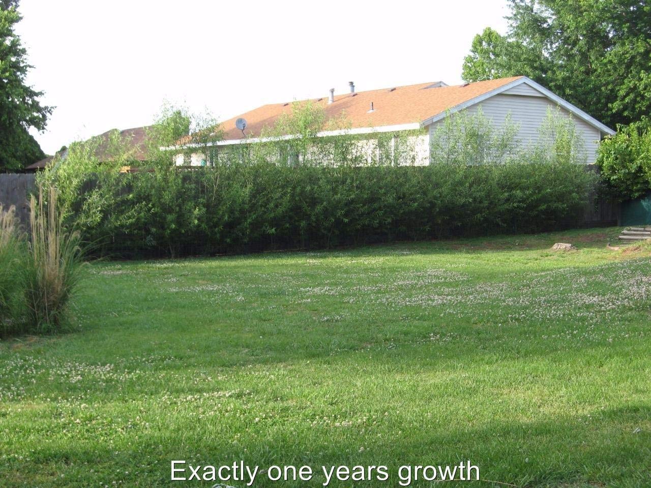 200 Thick Austree Hybrid Willow Tree Cuttings - Produce More The 1st Year. Thick Root Stock
