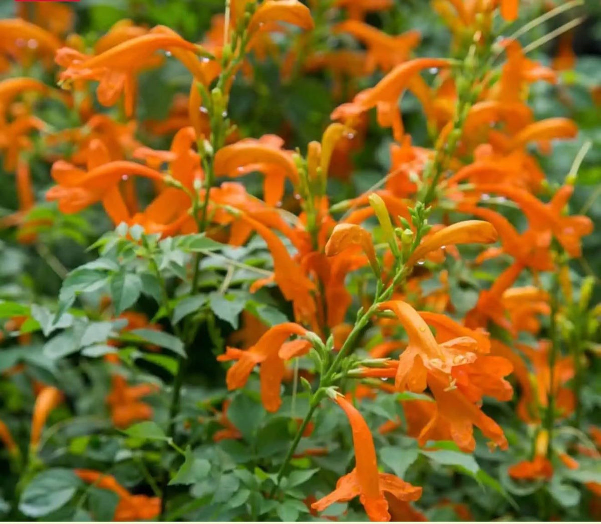 Live Plant - Cape Town Orange Tecomariasmall Rooted Starter Planthummingbird Heaven!