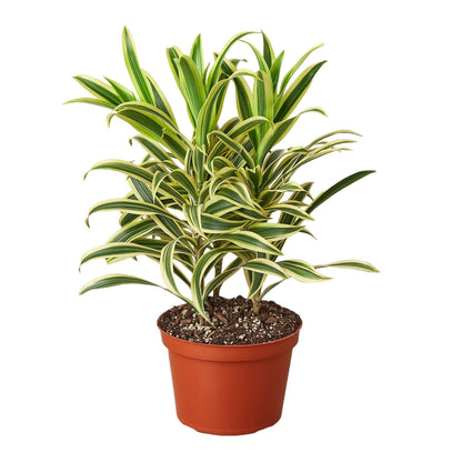 6 Pack Dracaena 'Song of India' in 6in Pot - Live Plants Tropical Houseplants | Variegated | USA Growers | The Snobby Leaf