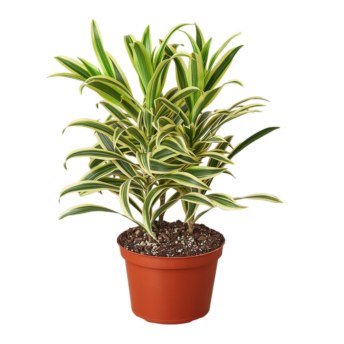 10 Pack Dracaena 'Song of India' in 6in Pot - Live Plants Tropical Houseplants | Variegated | USA Growers | The Snobby Leaf