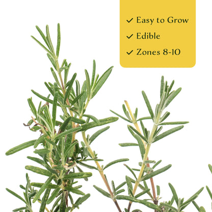2 Ken Taylor Rosemary in 3.5" Nursery Cubes | Rosmarinus officinalis ‘Ken Taylor’ | Fragrant Evergreen Herb for Cooking, Gardens & Containers | Ready-to-Plant Live Plants