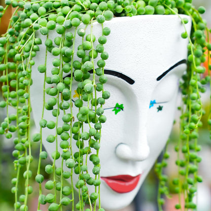 Sprout N Green 4" String of Pearls, Live Trailing Succulent Fully Rooted in Pots with Soil Mix, for Home Office Wedding Hanging Decoration, DIY Projects, Party Favor, Keep Away from Pets
