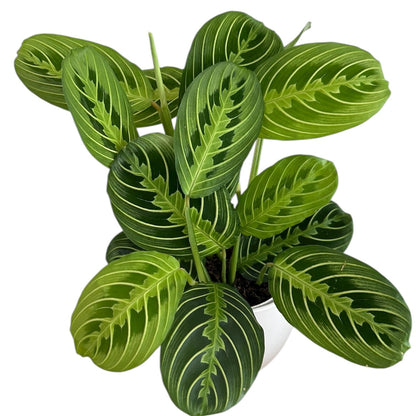 Live Plant, Lemon Lime Maranta Prayer Plant, Pet Friendly, Air Purifying Plant, Easy Care, Easy to Grow Live Indoor Plant, Houseplant, Rare Indoor Plant, Home Décor Pot (White)