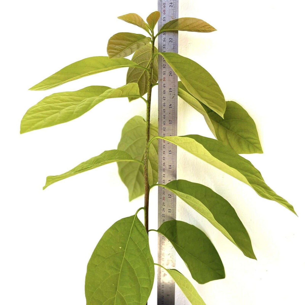 HASS Avocado Tree - Live Big Fruit Tree 12"-24" Tropical Plantae