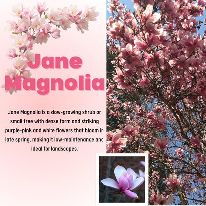 Jane Magnolia Tree Live Plant, 2-3' Tall in 3 Gallon Pot, Hardy Fragrant Flowering Magnolia Plants for Outdoor Gardening, No Ship to CA