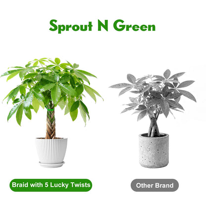 Sprout N Green 8-10" Money Tree with 5 Lucky Braid, Live Plant with White Stripe Pot, Decoration for Indoor Home Office Tabletop Windowsill Side Table, Housewarming Christmas Gift